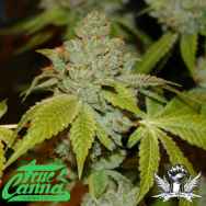 True Canna Genetics The Truth